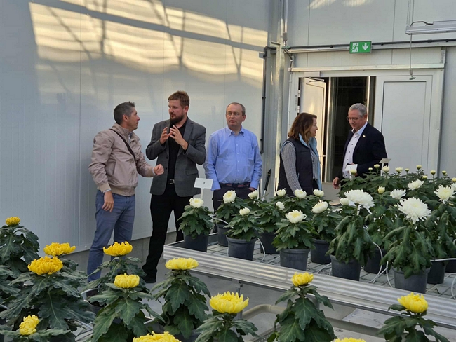 goście stojący w szklarni przy stołach z kwitnącymi chryzantemami 