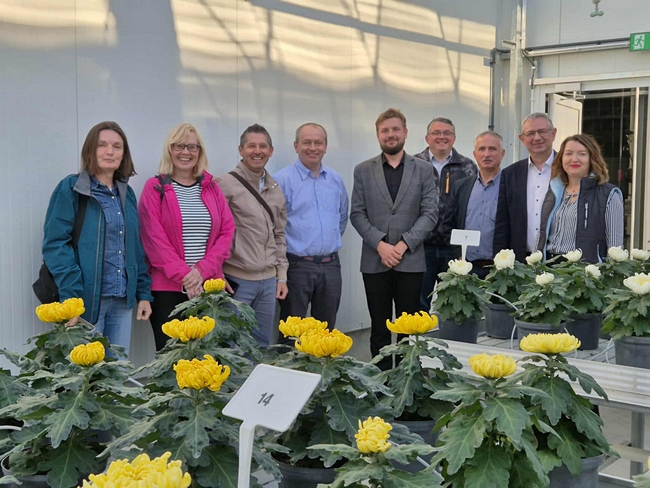 goście stojący w szklarni przy stołach z kwitnącymi chryzantemami 