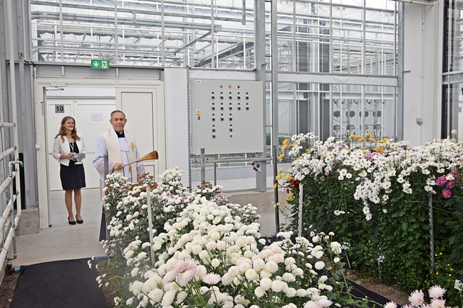 ksiądz święcący rośliny chryzantemy  