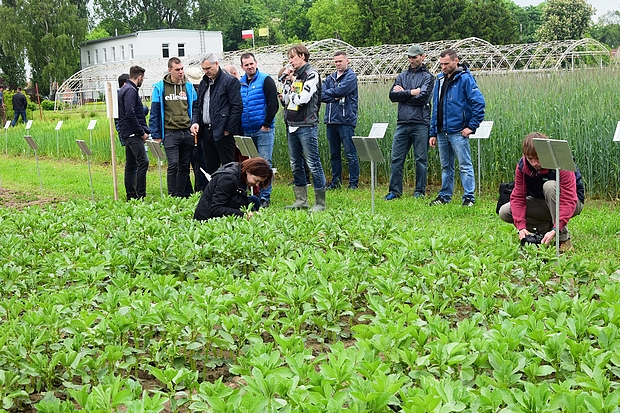 Na zdjęciu Specjalista Stacji Daniel Krauklis, przy poletkach z bobikiem,  omawia kolekcję roślin bobowatych
