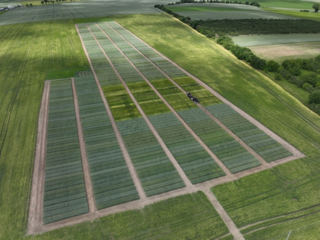 widok z dużej wysokości na poletka doświadczalne (zdjęcie robione dronem)